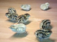 /album/krepelky/a2013-02-01-703-jpg/